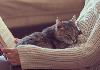 Relaxed Cat with Feline Herpes Virus 